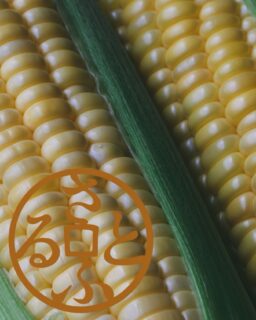 いつもハマラノーエンをご愛顧いただきありがとうございます。《お知らせ》ハマラノーエンの「八ヶ岳生とうもろこし」が、ふるさと納税『さとふる』でもお申し込みいただけるようになりました。《さとふる先行予約のメリット》①自社通販より早く、2026年夏のとうもろこしをご予約いただけます。②さとふる限定の特別配送セットもご用意。ご自宅用にもギフトにもおすすめです。夏の太陽と八ヶ岳の恵みをたっぷり浴びた、まるでフルーツのような甘さの生とうもろこしを、ぜひご賞味ください。https://www.satofull.jp/products/list.php?q=ハマラノーエン&cnt=30&p=1&ref_id=search