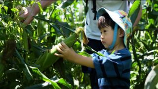 2026年＼🌽👨🏻‍🌾八ヶ岳生とうもろこし収穫体験 予約開始決定！👩🏻‍🌾🌽／お待たせいたしました！今年のハマラノーエン「八ヶ岳生とうもろこし」収穫体験来週末 5月16日(土) 10時より予約受付をスタートします！今年の収穫体験は「冒険」がテーマ！大人も子供も夢中になれる、特別な夏がやってきます！スタッフ一同で練り上げた、今年ならではの3つのポイントをご紹介します！🌈すべてガイド付き！農園スタッフが、一番美味しいとうもろこしの見極め方や、最高の収穫方法を楽しく伝授！はじめての方も安心してご参加いただけます。🌈オリジナルグッズ＆割引チケット付き！参加者限定のオリジナルグッズと、直売所で使えるお得なチケットをプレゼント！🌈焼き台を無料で開放！もぎたてをその場でガブリ！さらに、こんがり焼いてからのハマラおすすめ「素材の旨味が引き立つ塩」は、まさに一生モノの味。さらに！今年の目玉は…🌈【ハマラノーエン × 八ヶ岳丸太プロジェクト（日大建築学科）】収穫体験畑が、かつてないアート空間に！丸太のゲートや物見台が出現します。迷路のようなトウモロコシ畑を見渡したり、冒険気分で最高の1枚を撮影してください！この夏、ハマラノーエン収穫体験で「心に残る思い出」を一緒に作りましょう！────────────◾️予約開始：5月16日(土) 10時〜詳細は、当日インスタグラムプロフィール欄のURLから今年より収穫体験予約は、公式LINEでお気軽に予約できるようになります。事前にお友達登録をしていただけるとスムーズに予約ができますので、ぜひお友達追加をお願いいたします！────────────#ハマラノーエン #八ヶ岳生とうもろこし #収穫体験 #八ヶ岳丸太プロジェクト #とうもろこし収穫体験
