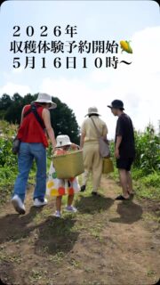 土の匂い、夏の陽光、そして自分たちの手でもぎ取る喜び。小さな手で一生懸命収穫したとうもろこしは、驚くほど甘くて、きっとこの夏一番の笑顔を連れてきてくれる。家族とはしゃいだり、大切な人と驚き合ったり。八ヶ岳の涼やかな風に吹かれながら、「とれたての夏」をガブリと頬張る贅沢な時間。#ハマラノーエン #八ヶ岳生とうもろこし #収穫体験