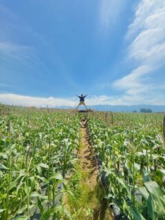 \丸太のステージ 大切なお知らせ/お知らせ①:コーンな写真が撮れる🤳✨お知らせ②:安全のための注意事項⚠️▶︎お知らせ①ハマラハウスに隣接するとうもろこし畑に丸太のステージが完成!とうもろこしと同じ高さの丸太に乗ればコーンな思い出写真が撮れちゃいます↓大小2つのステージを見つけて素敵な写真を撮ったら是非#ハマラと丸太 で投稿してね!1枚目:もろこしに叫ぶ(ステージ大)2枚目:もろこしに浮かぶ(ステージ大)3枚目:もろこしから飛び出す(ステージ小)▶︎お知らせ②ステージに乗る時は十分にご注意ください⚠️🙇♀️下記の注意事項を必ず守って“安全に”良い思い出をつくって下さいね。↓↓↓---------------------------【丸太のステージご利用における注意事項】① 最大利用人数:5名5名を超える同時利用はできません。② お子さまのご利用について幼児・小学生以下のお子さまは、必ず保護者同伴でご利用ください。お子さまから目を離さないようお願いいたします。③ 危険行為は禁止です以下の行為は大変危険ですので、おやめください。・やぐらを揺らす・飛び跳ねる・走る・手すりや端に乗る・身を乗り出す④ 悪天候時は利用しないでください雨天時や強風時、木材や足元が濡れて滑りやすい場合は、ご利用を中止してください。【免責事項】本やぐらおよび敷地内で発生した事故、けが、盗難、その他のトラブルについては、当園および「八ヶ岳丸太プロジェクト」は故意または重大な過失がある場合を除き、責任を負いかねます。安全をご確認のうえ、ご自身の責任においてご利用ください。ハマラノーエン × 八ヶ岳丸太プロジェクト---------------------------#八ヶ岳丸太プロジェクト#八ヶ岳生とうもろこし #ハマラノーエン #ハマラハウス