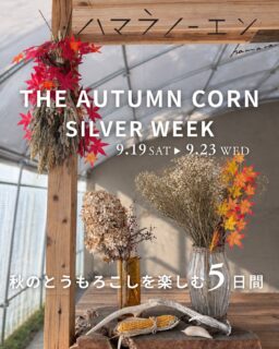 ハマラノーエン
THE AUTUMN CORN
SILVER WEEK|9.19–9.23
秋のとうもろこしを楽しむ、5日間。
連日の大雨や台風予報を踏まえ、
シルバーウィークのイベント開催について検討してまいりました。
当日の天候や状況を見ながら、
イベントを開催する場合はInstagramストーリーズにてお知らせいたします。
ご来場の際は、最新の情報をご確認ください。
【出店者情報】
9.19(土)
北幸果樹園 信州りんご(すわっこ)限定販売
9.21(月・祝)
チルクス
@cirkus.deli
|ハマラとうもろこしキーマカレー・コーンブレッド・
ラッシー
ミケシュ
@mikes_the_shop
|屋台・大阪関西万博チェコ館追体験
9.22(火・祝)
IZUMINO FARMERS’ MARKET
@yatsugatake.izumino
かるみれんげ
@kalmilenge
|スパイス料理
ミケシュ
9.23(水・祝)
IZUMINO FARMERS’ MARKET
|ジビエBBQ
シエスタキッチン※予定
@or_siesta_kitchen
|もろこしのチキンカレー
秋の八ヶ岳で、ハマラの仲間とともにお待ちしています。
※天候等により、出店内容やイベント開催が変更・中止となる場合がございます。
最新情報はInstagramストーリーズをご確認ください。
#ハマラノーエン
#ハマラハウス
#八ヶ岳秋とうもろこし
#FFC
#ハマラノナカマ