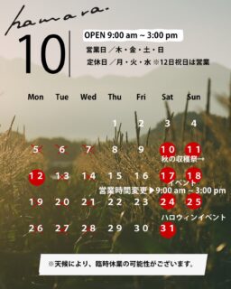 10月営業カレンダー

🍁10/9最新版🍁

────────────

＼営業時間が変更になります／
10/15（木）〜　9:00-15:00

────────────

雨の日が多かった9月ですが、今日は久しぶりに晴れて
穏やかな一日となりました。

いよいよ今年のとうもろこしも、今週末で食べ納め。

そして翌週からは、木曜〜日曜の営業となります。

@ffc_hamara を中心に、
とうもろこしフードをお楽しみいただけます。

引き続き、
コーンポタージュスープやドレッシング、
地元のお野菜、お菓子、物販などもご用意しています。

とうもろこしの季節を終えて、
ゆったりと深まっていく八ヶ岳の秋をお楽しみください。

※天候により、臨時休業や時短営業となる場合がございます。
最新情報は事前にInstagramをご確認のうえ、ご来園ください。

#ハマラノーエン
#ハマラハウス
#八ヶ岳秋とうもろこし
#FEELDFEELCOFFEE
#八ヶ岳カフェ